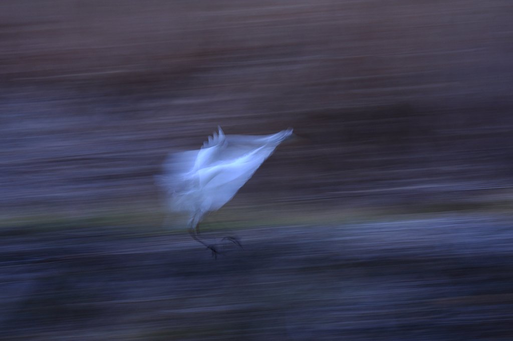 着地する白サギ