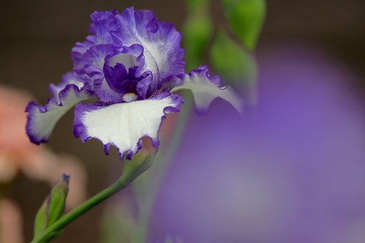 5月6日の写真