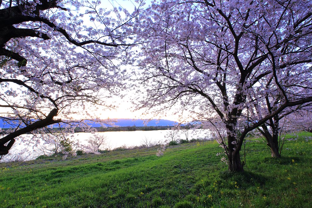 桜花 揺れて・・・　