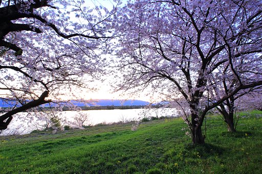 桜花 揺れて・・・　