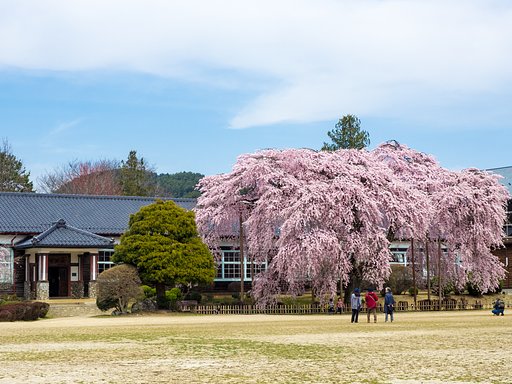 杵原学校しだれ桜