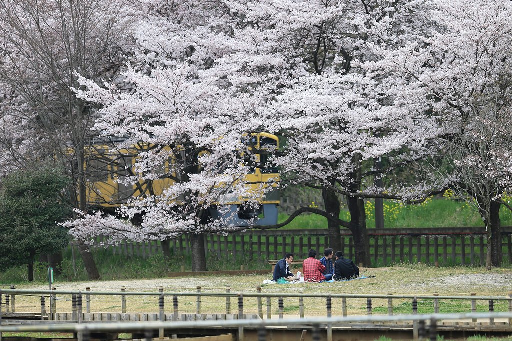 男だけの花見