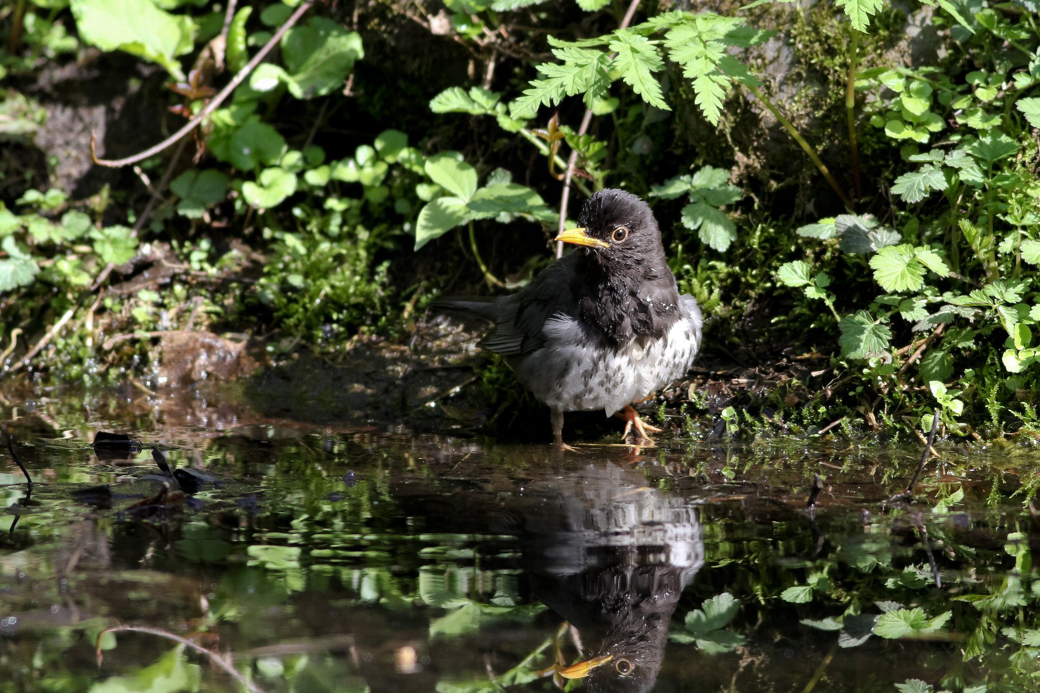 水場の野鳥（クロツグミ）