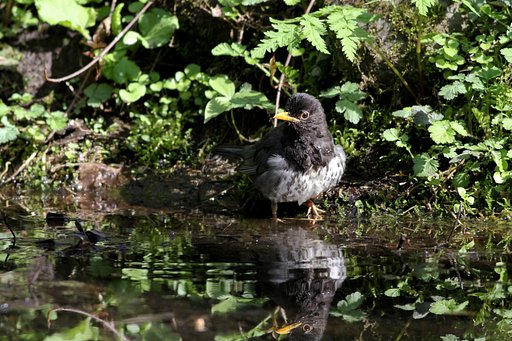 水場の野鳥（クロツグミ）