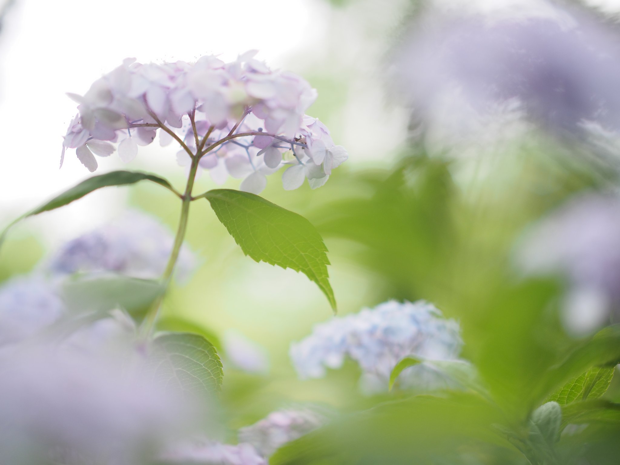 淡い【Purple】