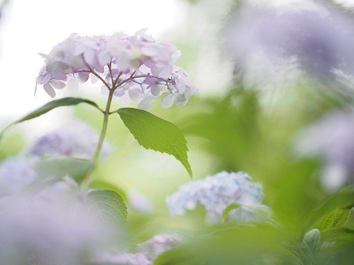 淡い【Purple】