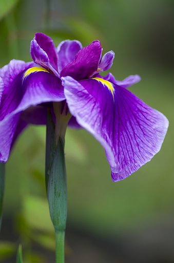 PENTAX-D FA MACRO 100mmF2.8