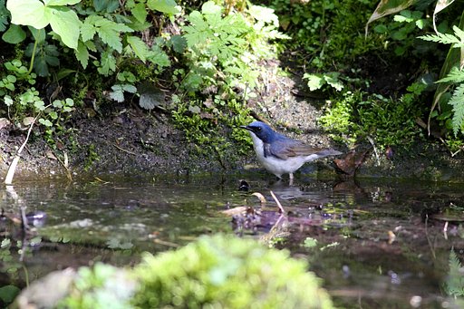 水場の野鳥（コルリ♂若）