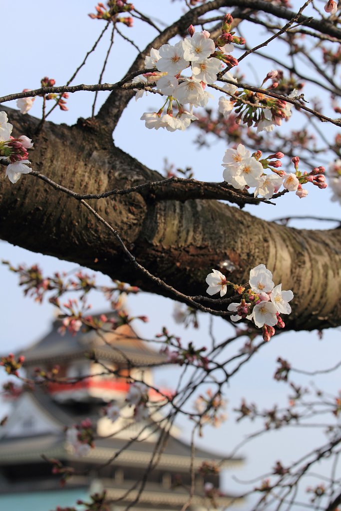 桜