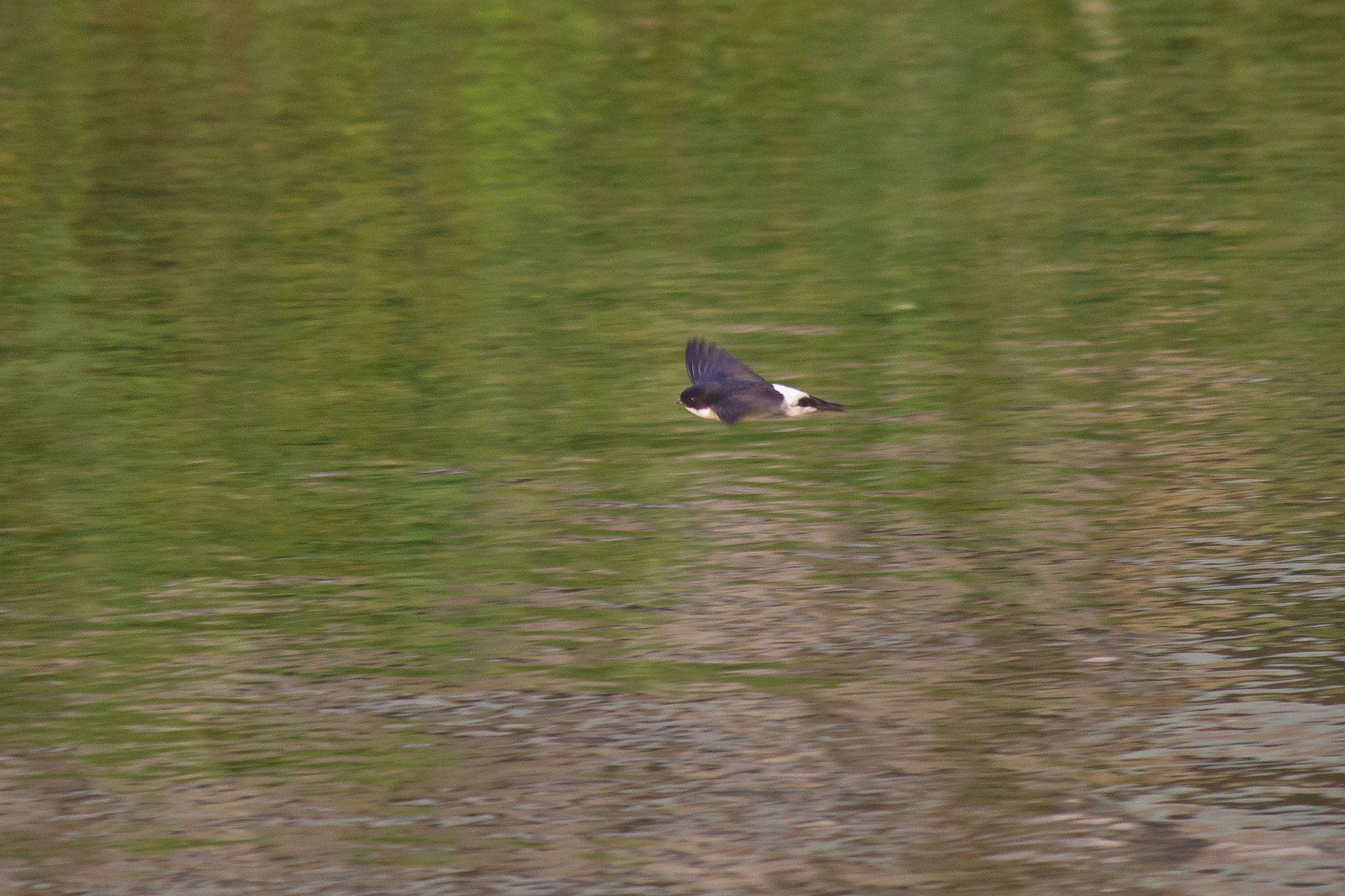 【動感】 川面飛ぶイワツバメ