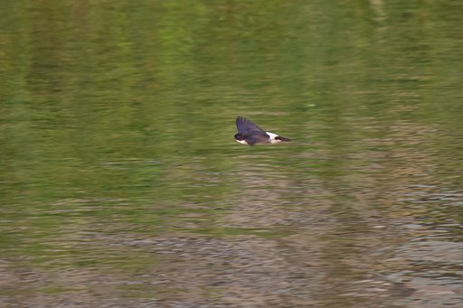 【動感】 川面飛ぶイワツバメ