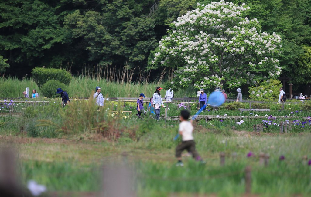 ハナキササゲの咲く公園