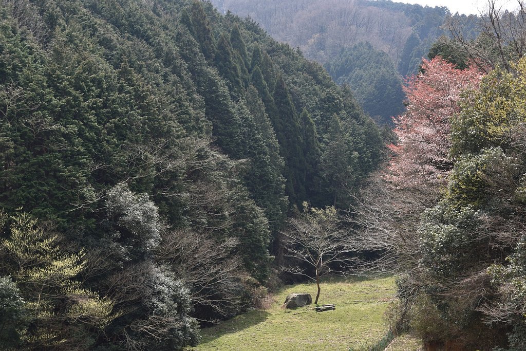 ヤマザクラ