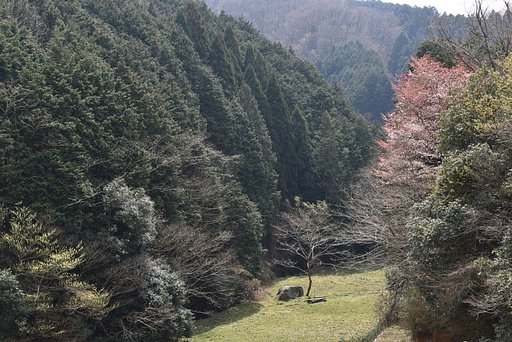 ヤマザクラ