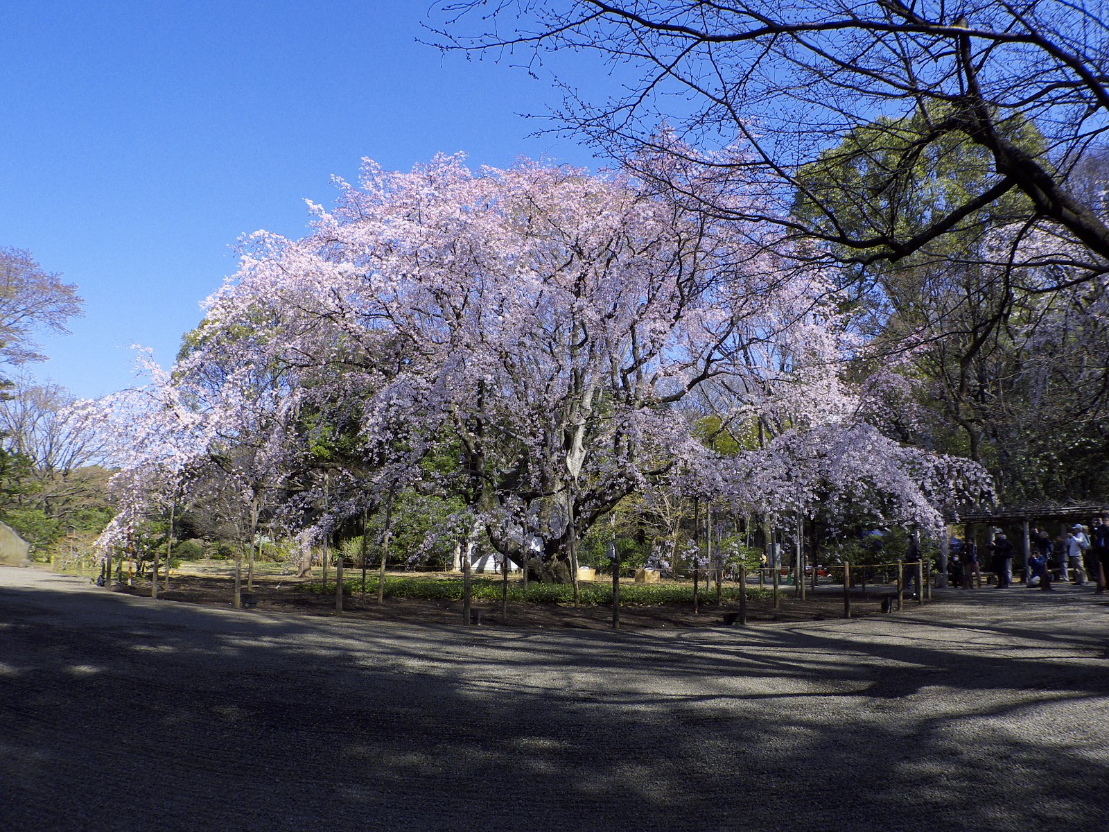 早朝の六義園のしだれ桜