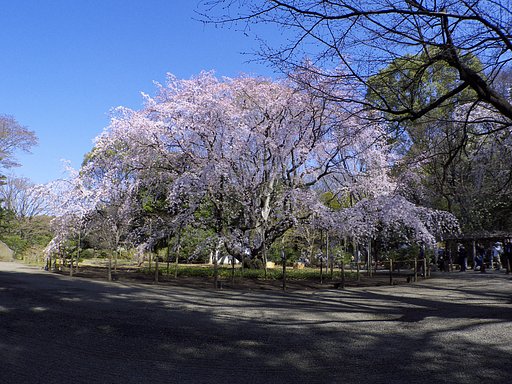 早朝の六義園のしだれ桜