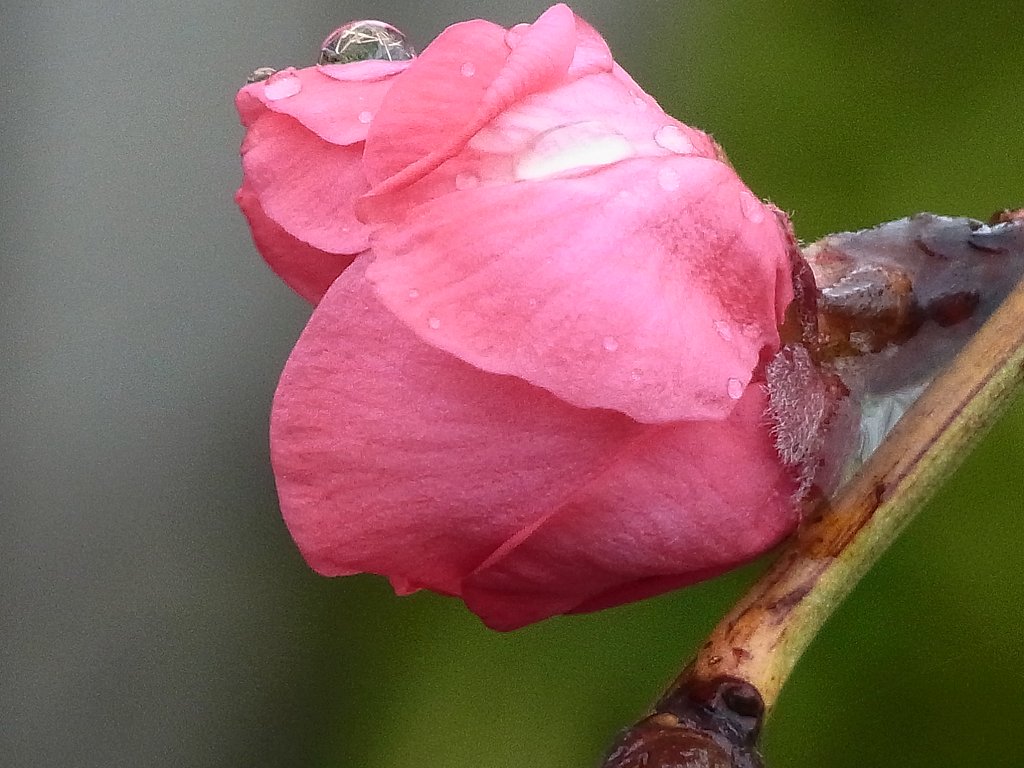 雨の中の蕾 