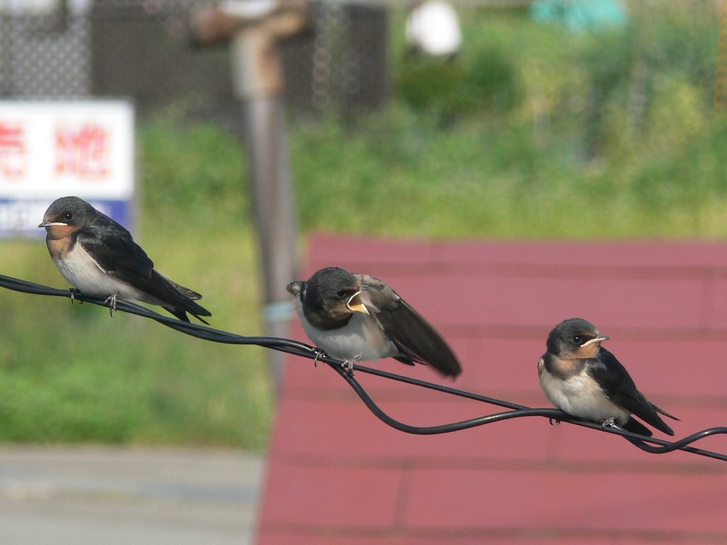 すずめ？