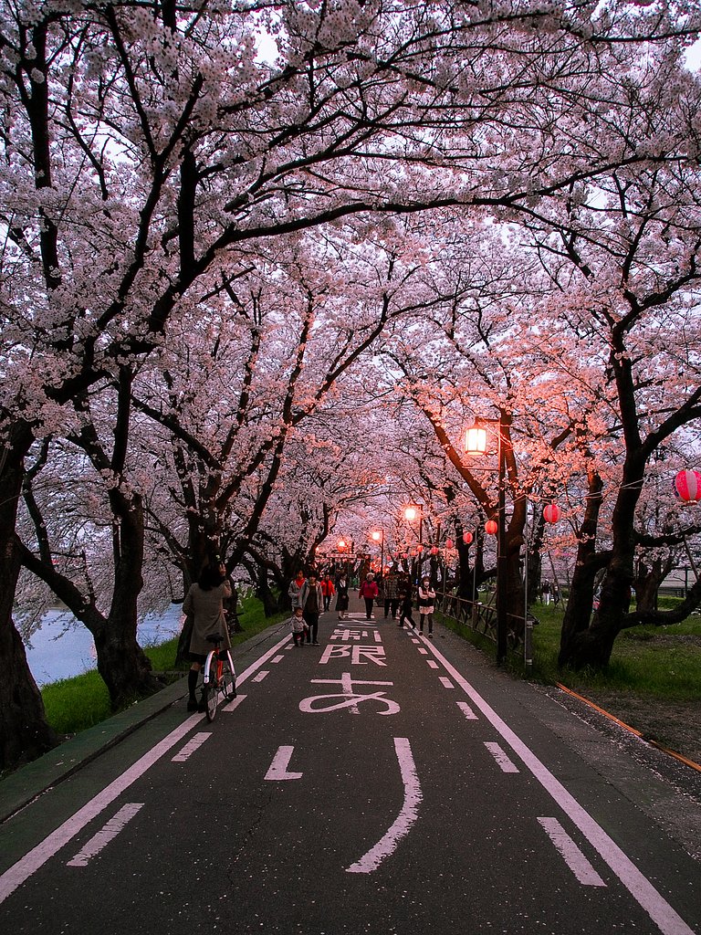 【縦画像】夕暮れ桜