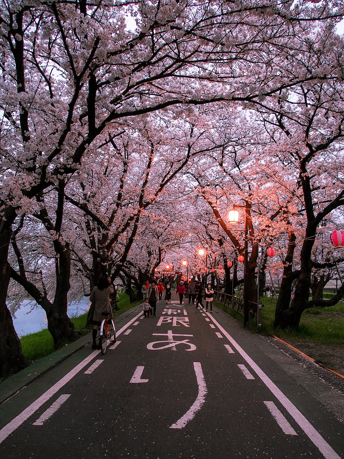 【縦画像】夕暮れ桜