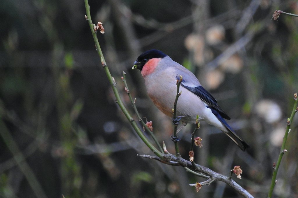 ウソ ♂