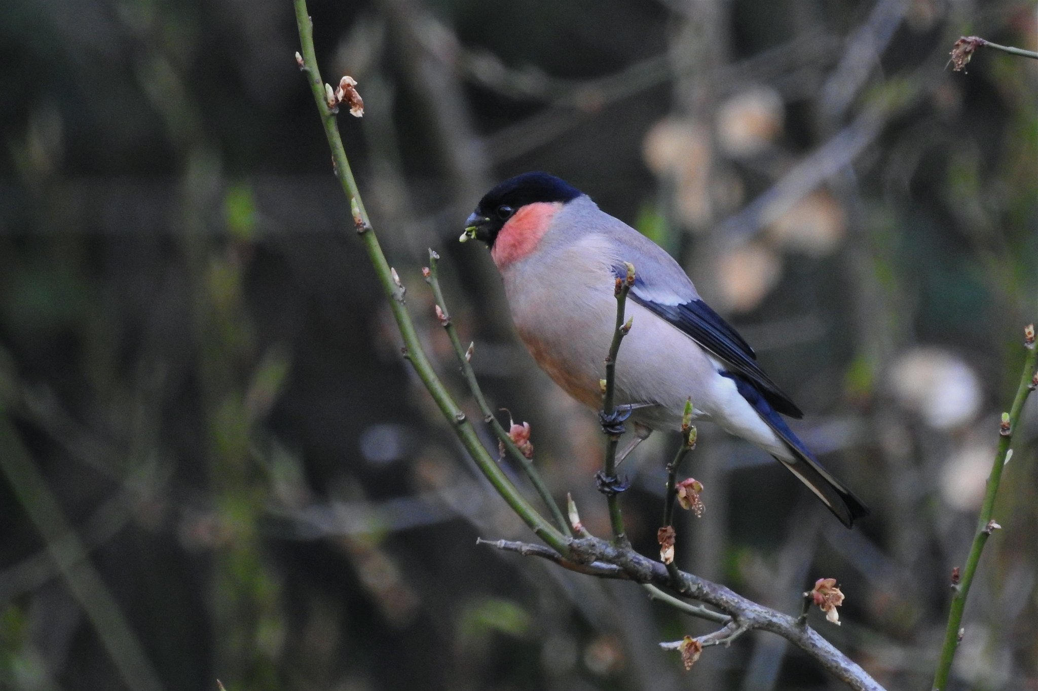 ウソ ♂
