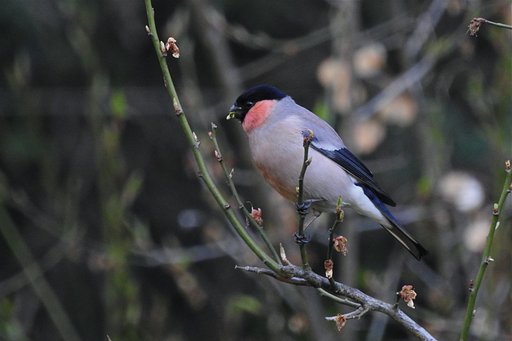 ウソ ♂
