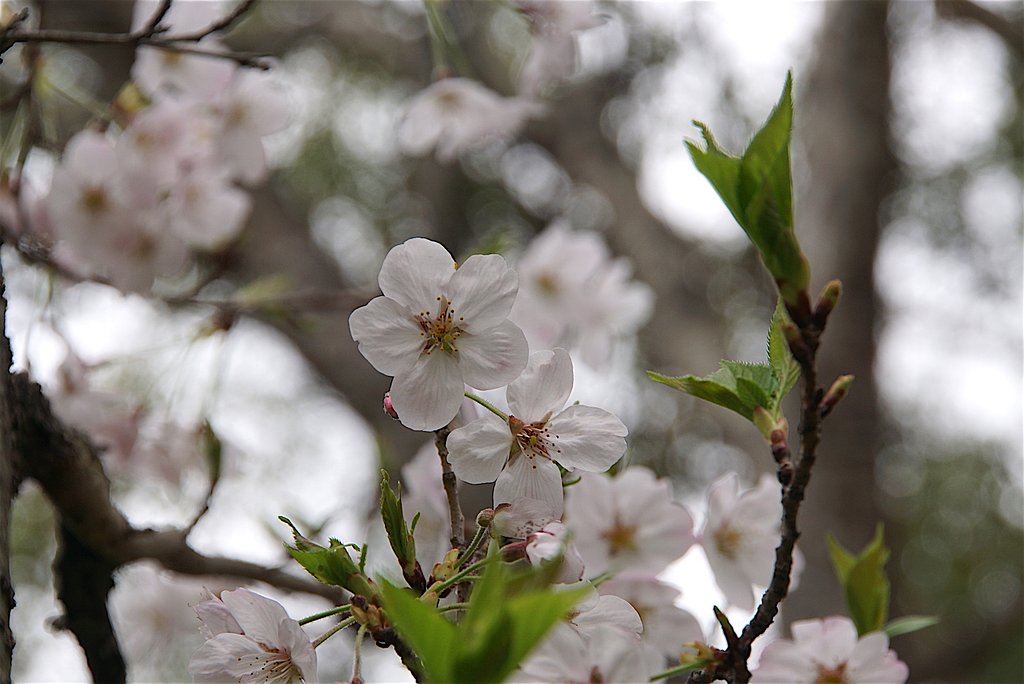 桜