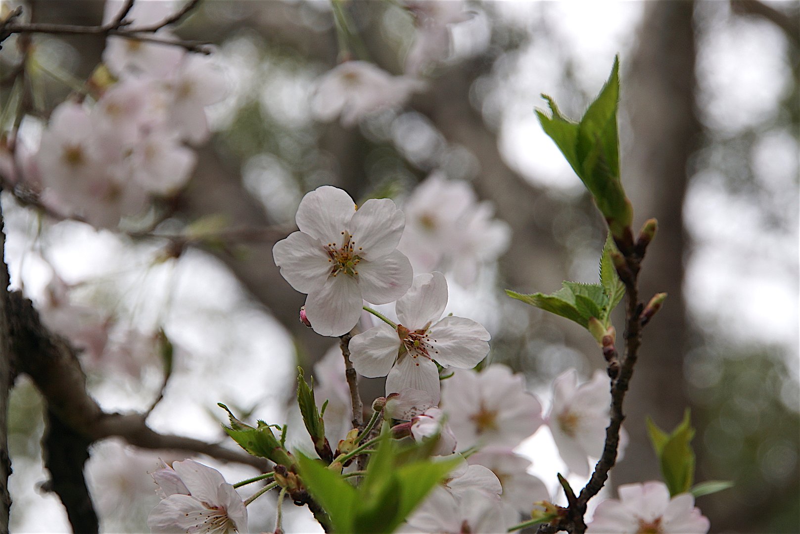 桜
