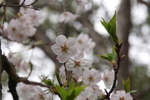 桜