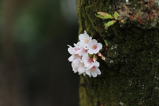胴吹き桜