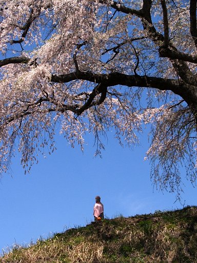 上発知の枝垂桜　＃２