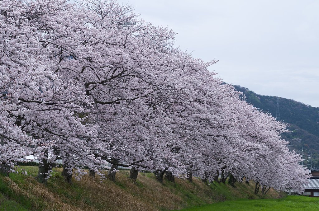 土手の桜
