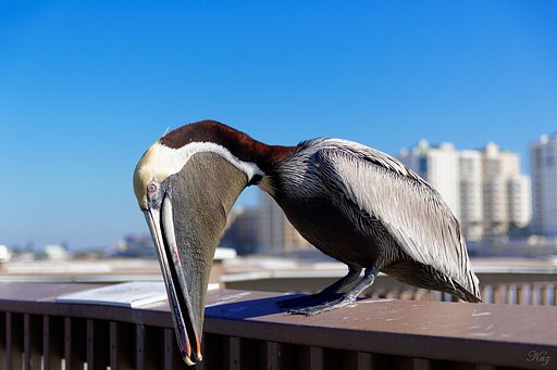 ペリカンさんのイメージを崩さぬよう