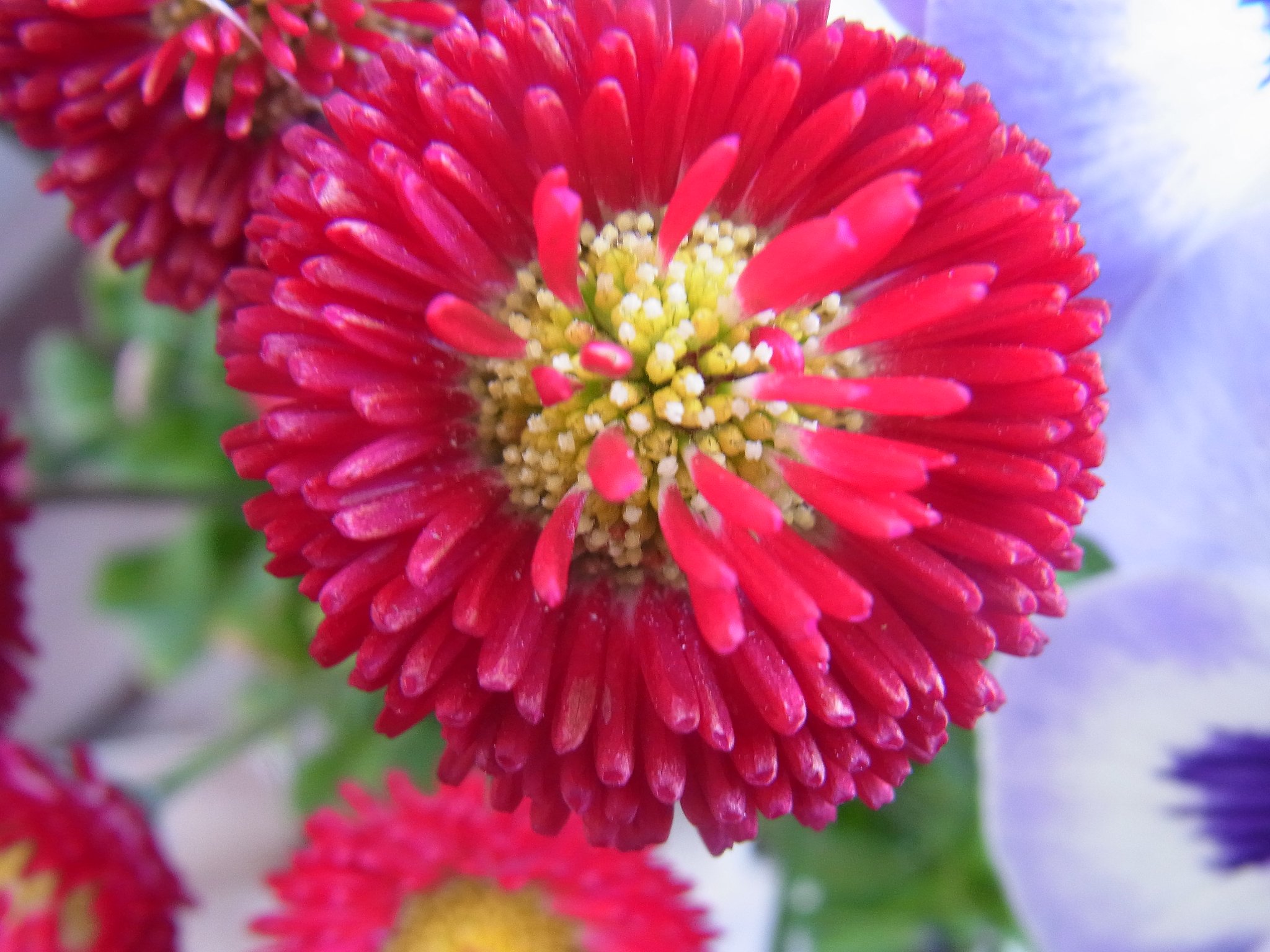 1円硬貨ぐらいの花