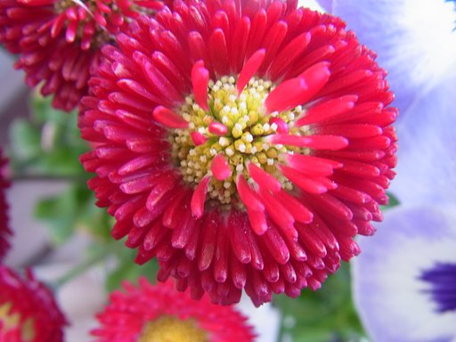 1円硬貨ぐらいの花