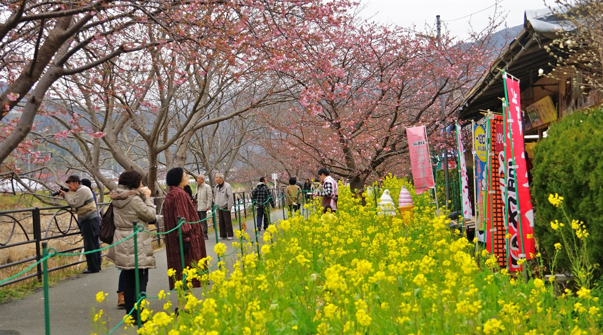 川津桜