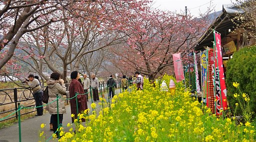 川津桜