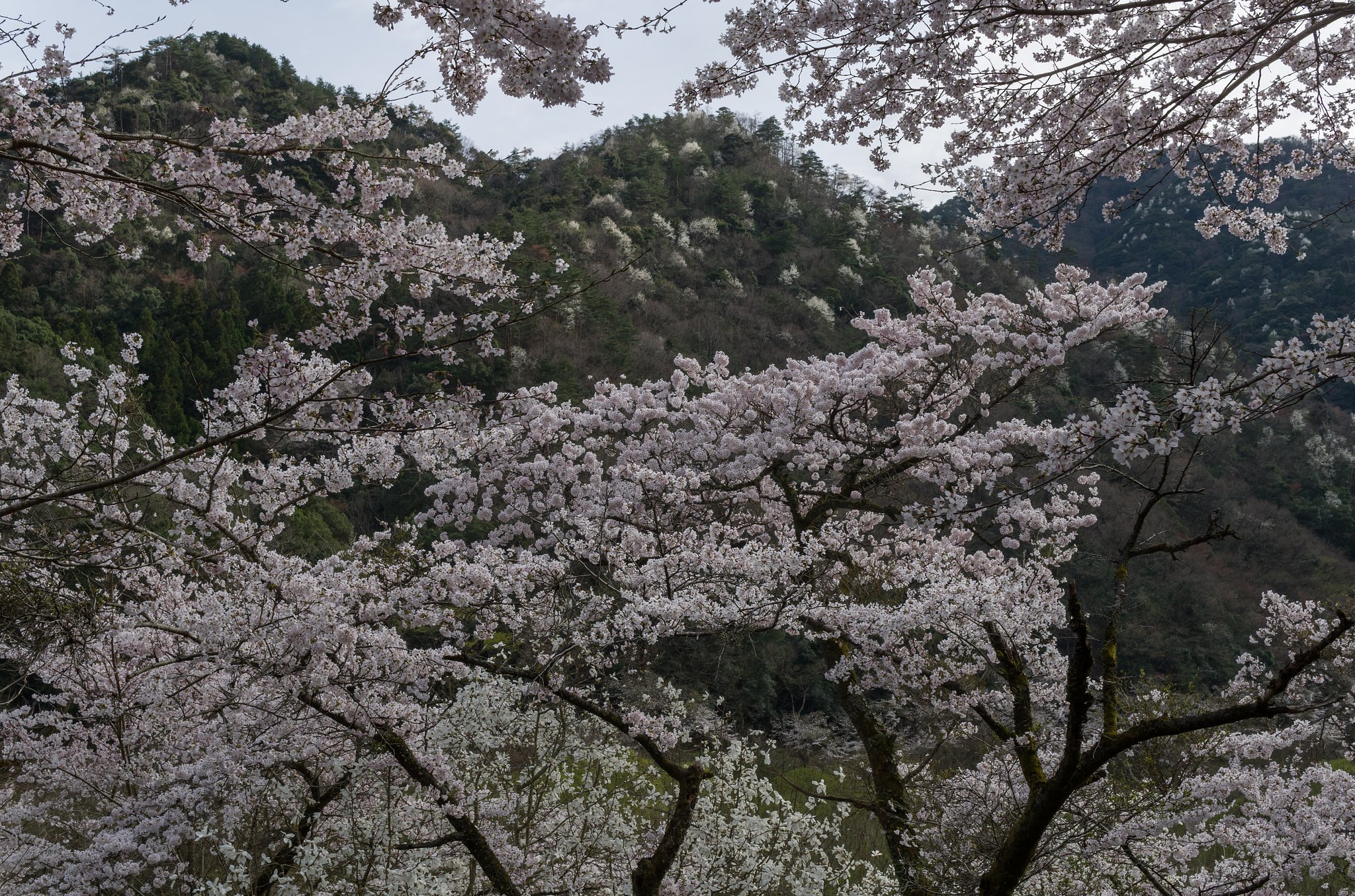 尾根