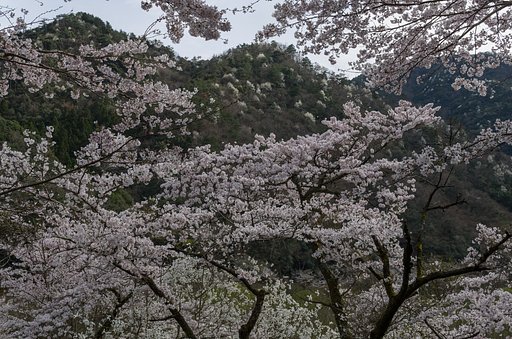 尾根