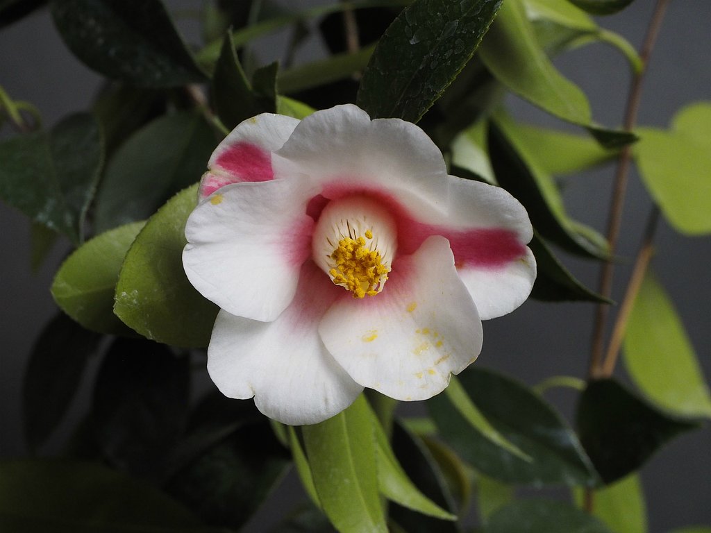 椿の花