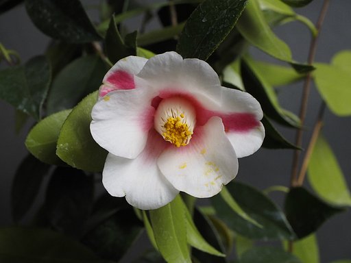 椿の花