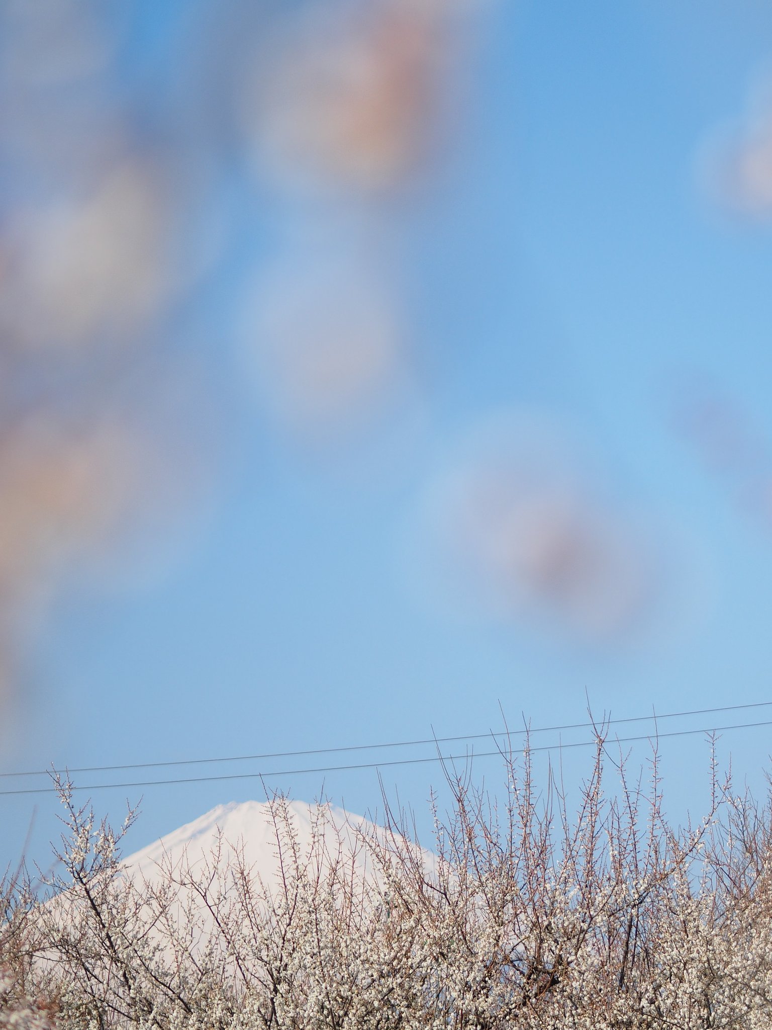 春まで届け