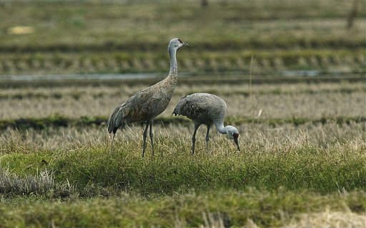 カナダヅル