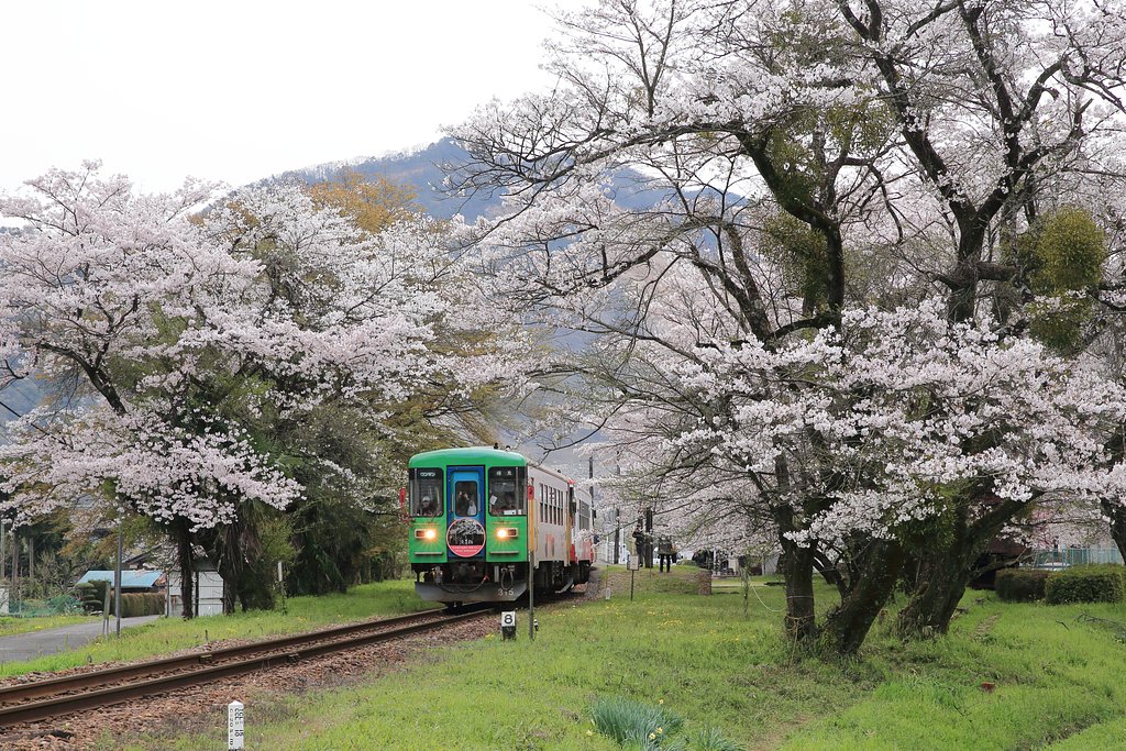 ローカルな　さくら列車　