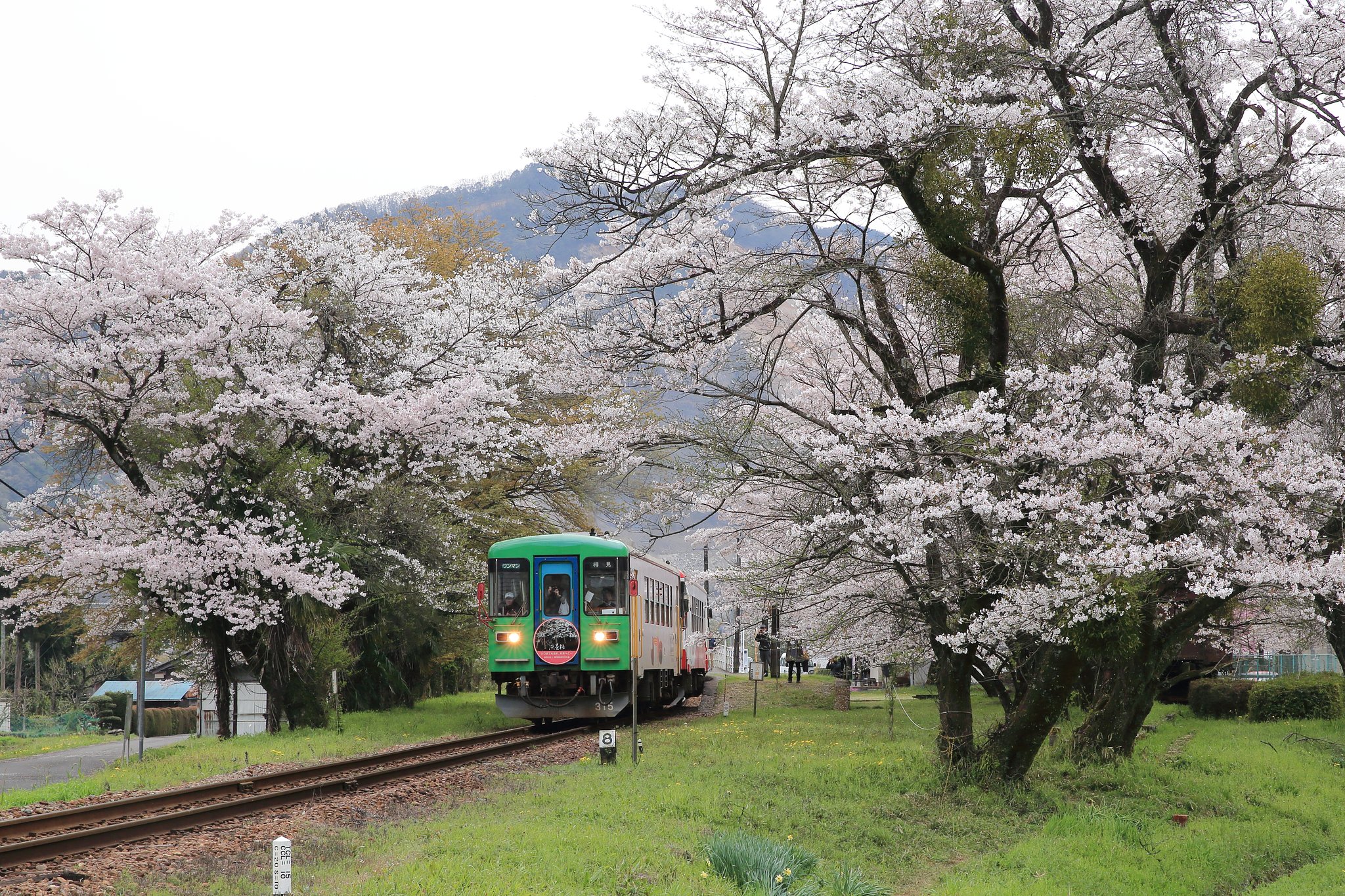 ローカルな　さくら列車　