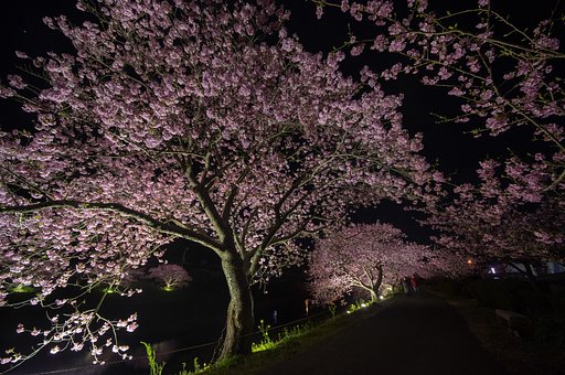 みなみの夜桜