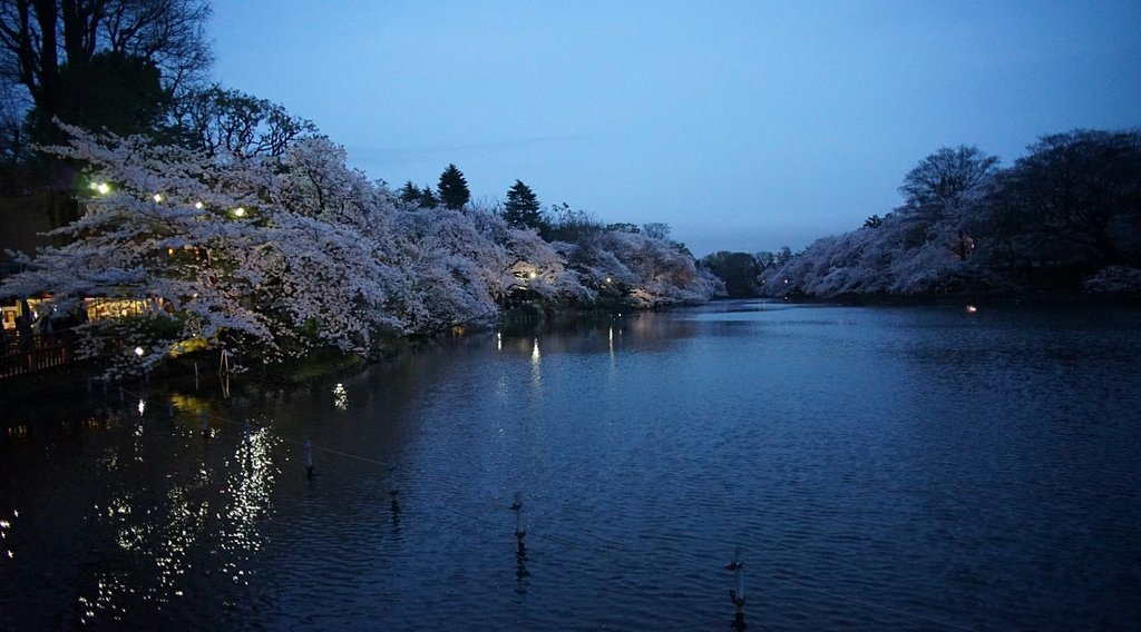 薄暮の井の頭公園
