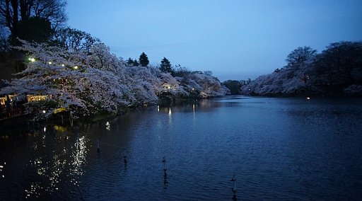 薄暮の井の頭公園