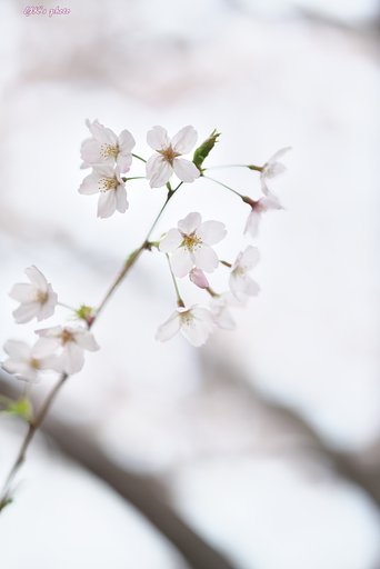 Otus85mmF1.4ZF2